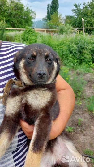 Собака ищет дом