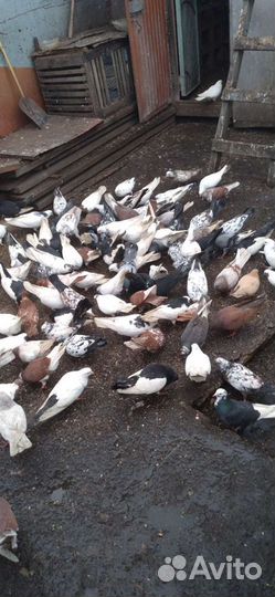 Продам голубей