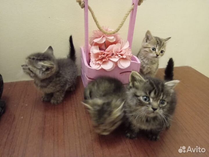 Шотландские котята