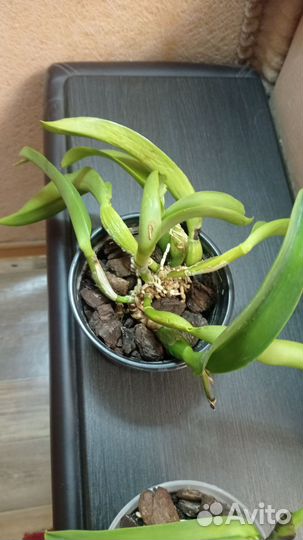 Орхидея каттлея