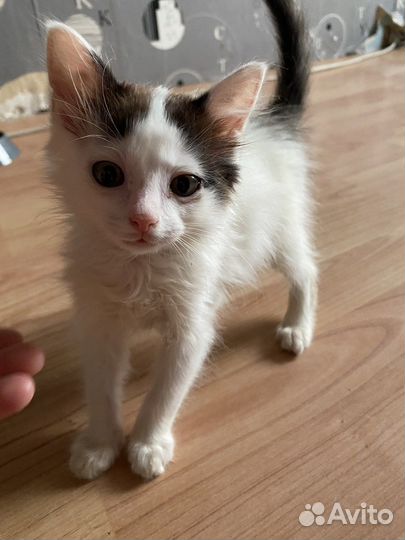 Котята бесплатно