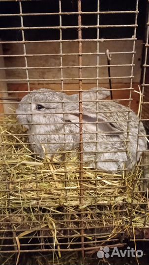 Кролики мясных пород