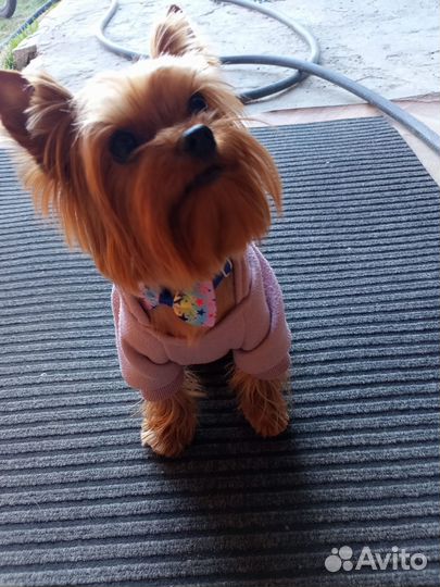 Кобель вязка йорк