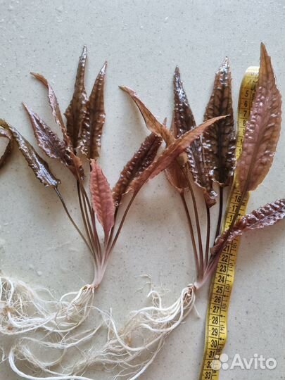 Криптокорина апоногетонолистная