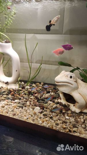 Аквариум с рыбками