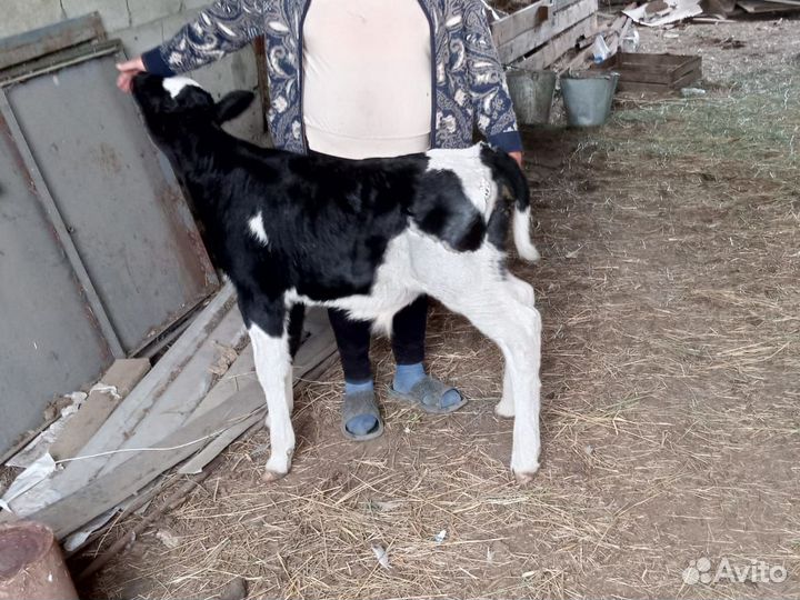 Теленок (бычок)