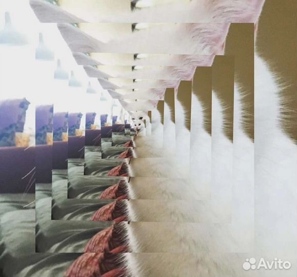 Нфт кота во времени