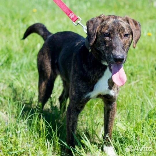 Собаки бесплатно в добрые руки