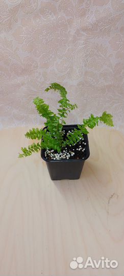 Папоротники нефролеписы