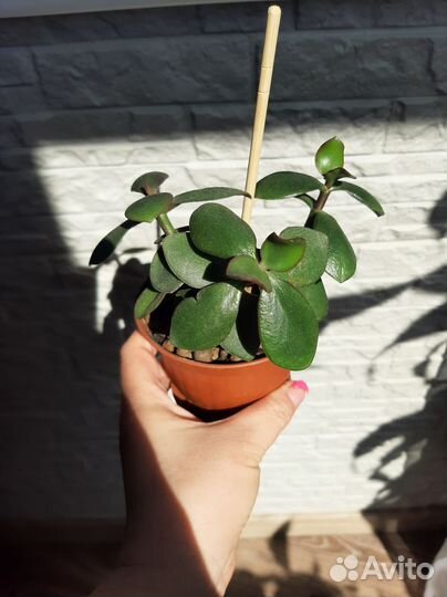 Толстянка крассула (денежное дерево)
