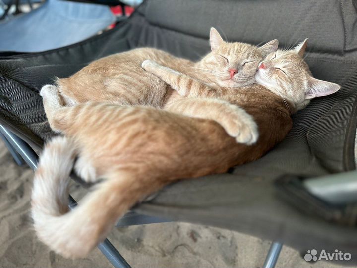 Семья котов