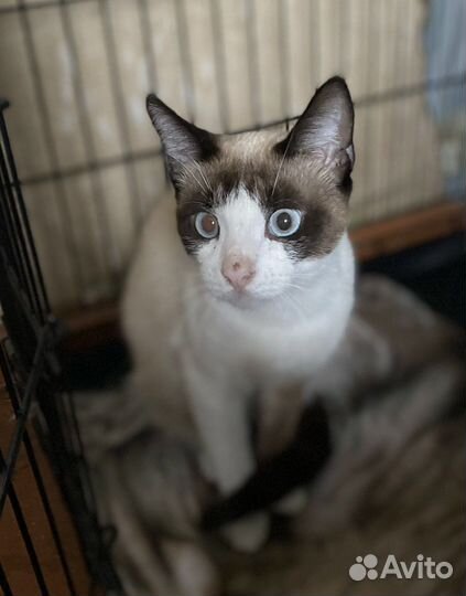 Кот тайский в добрые руки