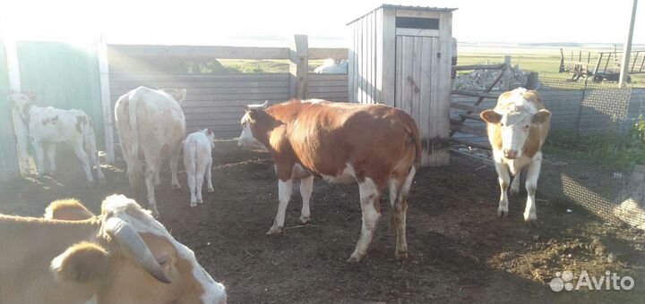 Тёлка 1,5 года