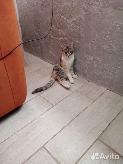 Котята отдам бесплатно