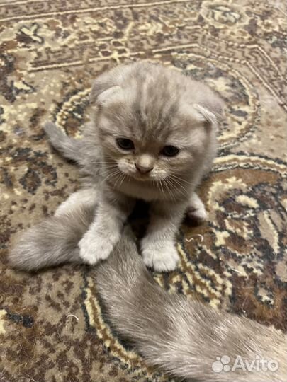 Британские котята