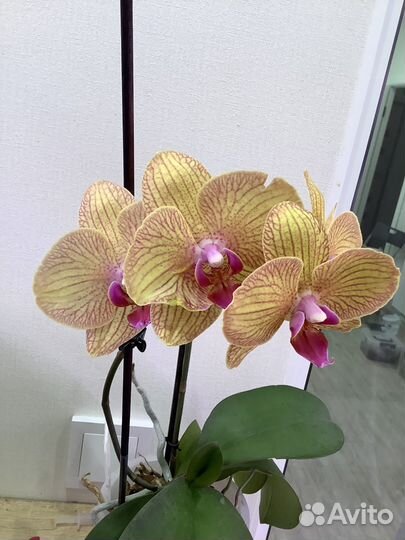 Орхидея фаленопсис