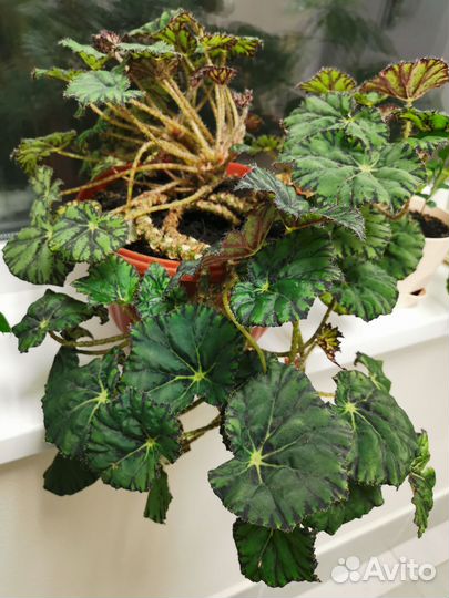 Бегония Бовера