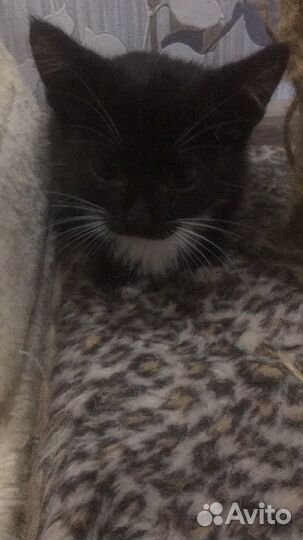 Кошки в добрые руки бесплатно