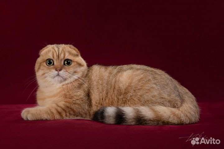Шотландский золотой (ny 11) вислоухий кот вязка