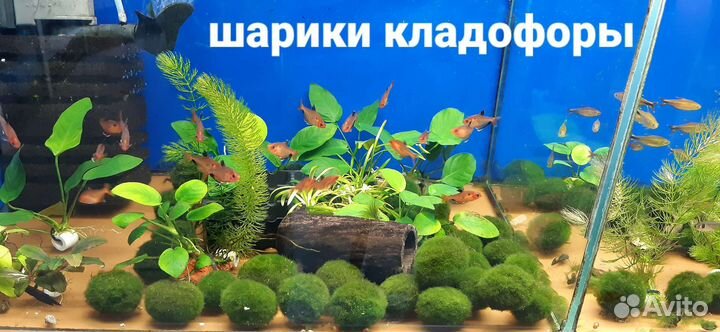 Водоросли