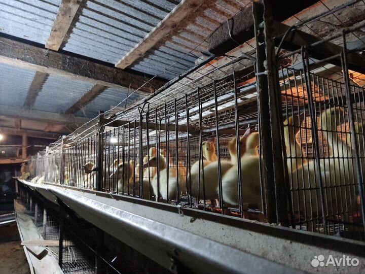 Утята оптом подрощенные