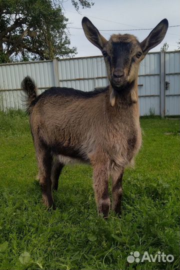 Альпийские и альпийско-зааненские козы