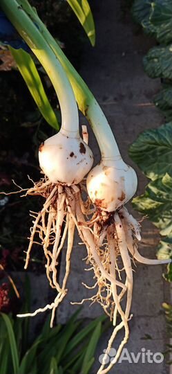 Гименокаллис