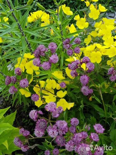 Многолетники