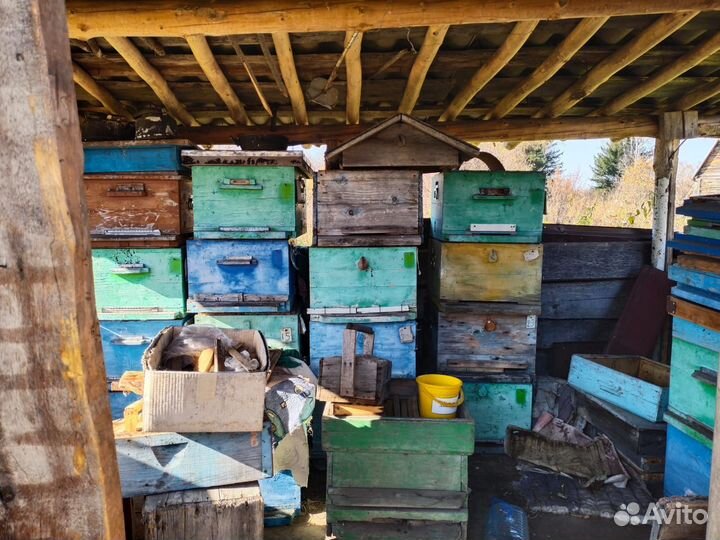 Продам пасеку