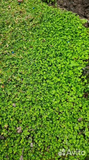 Бересклеты разные, ясколка войлочная, вербейник