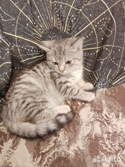 Котенок очень ище дом
