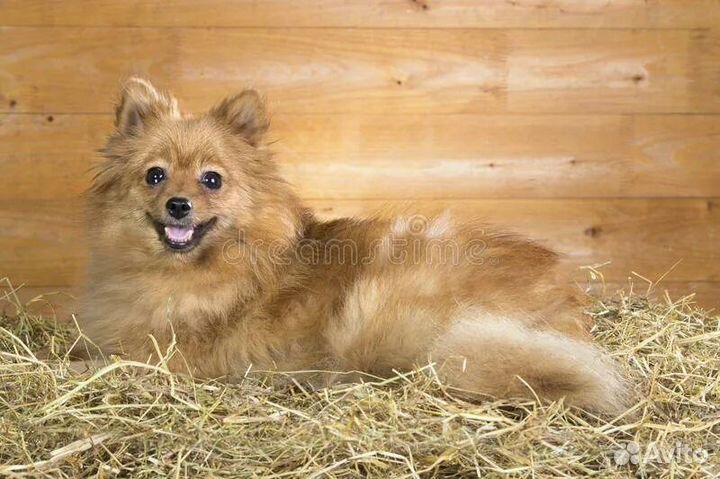 Солома в мешках