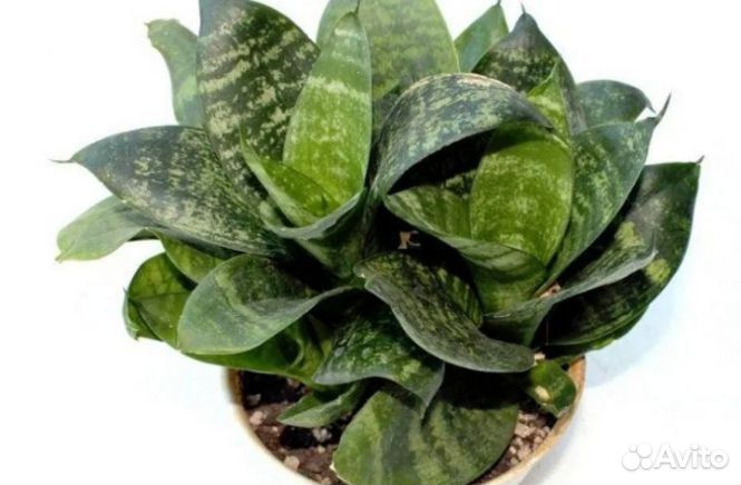 Сансиеверия ханни