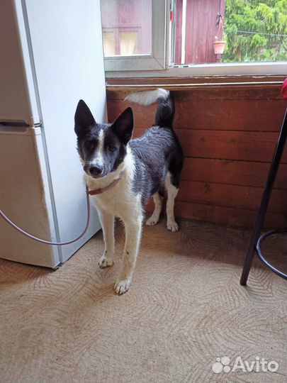 Щенки метисы якутской лайки ищут дом Бесплатно