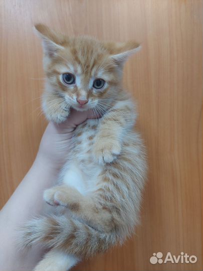 Отдам котика