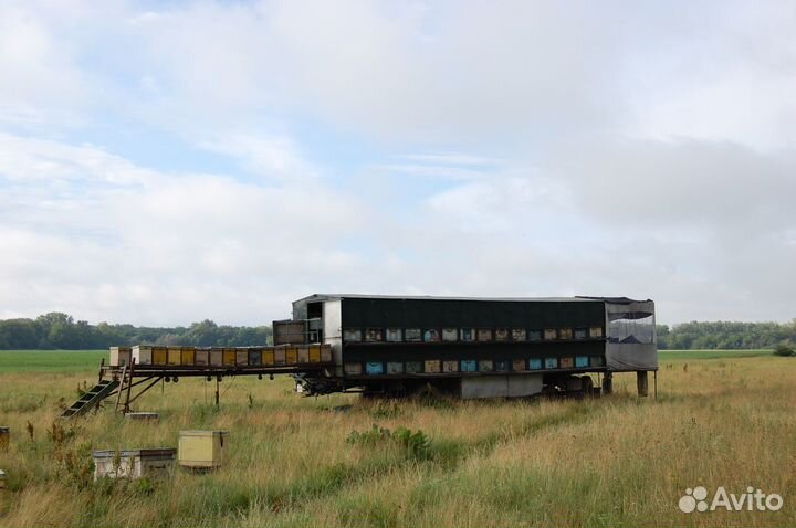 Пчелопавильон с ульями и пчелами