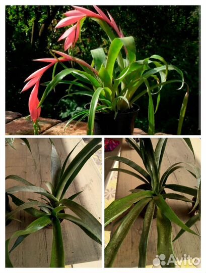 Бильбергия