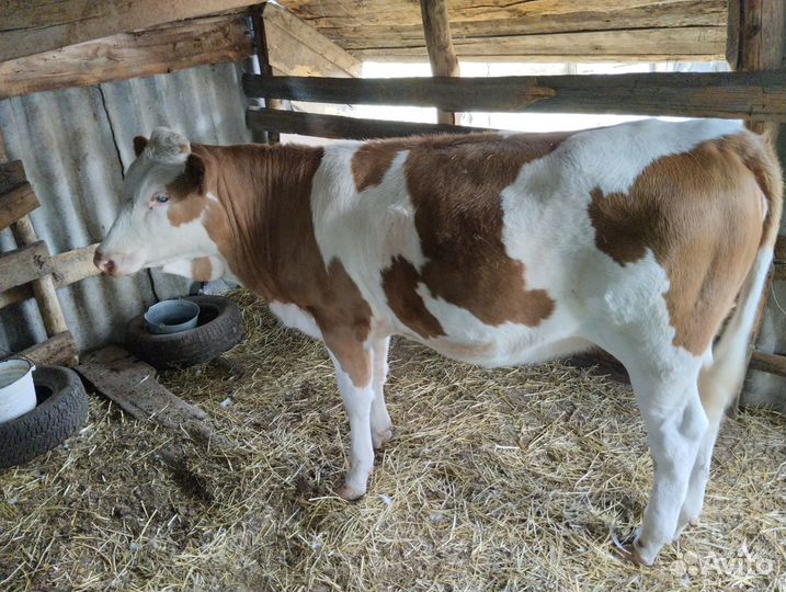 Продаю телку