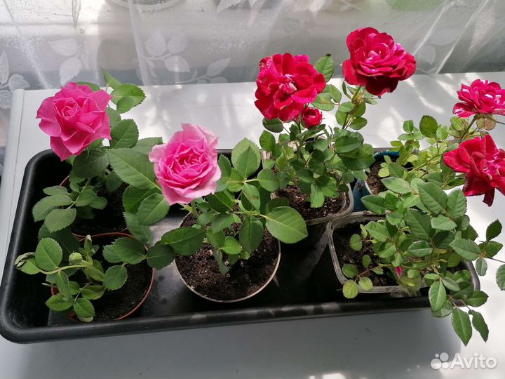 Бурбонская роза, комнатные цветы