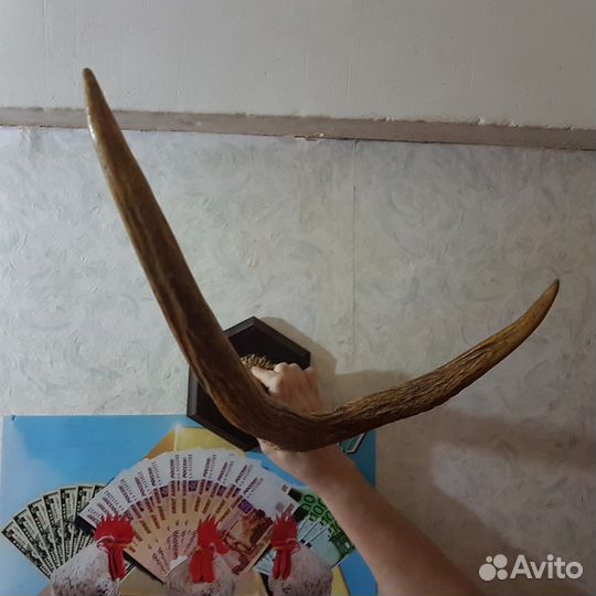Рог лося