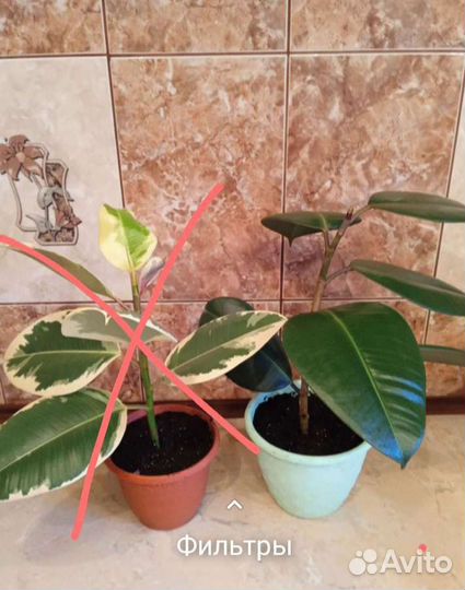 Фикус Робуста