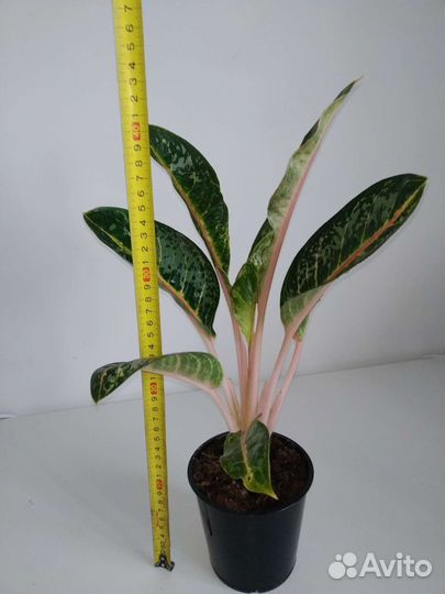 Аглаонема Чатра Монгол