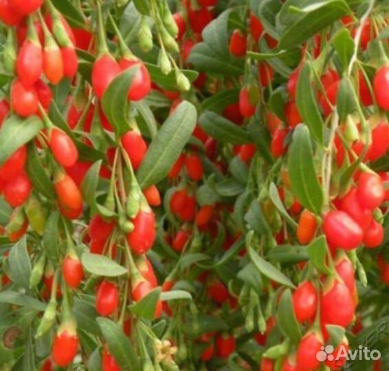 Саженцы однолетних растений:Годжи, боярышник