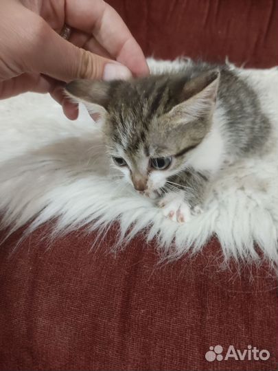 Котята отдам в добрые руки бесплатно