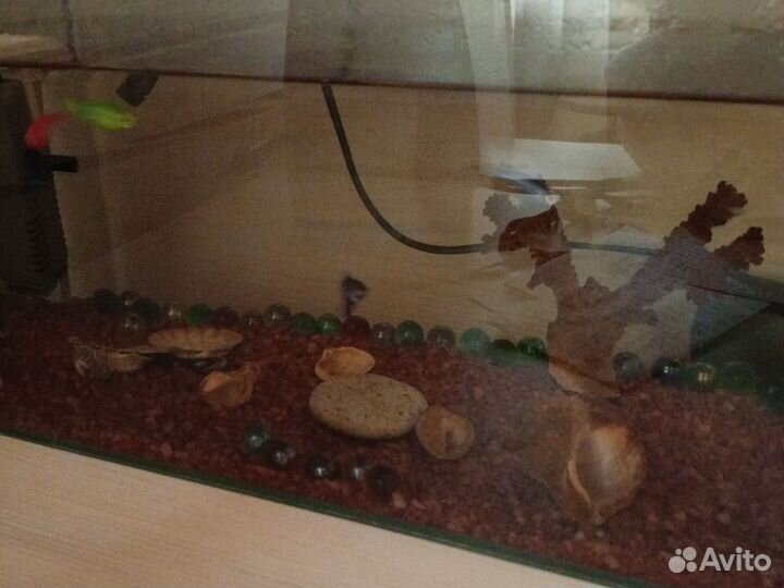 Аквариум и рыбы
