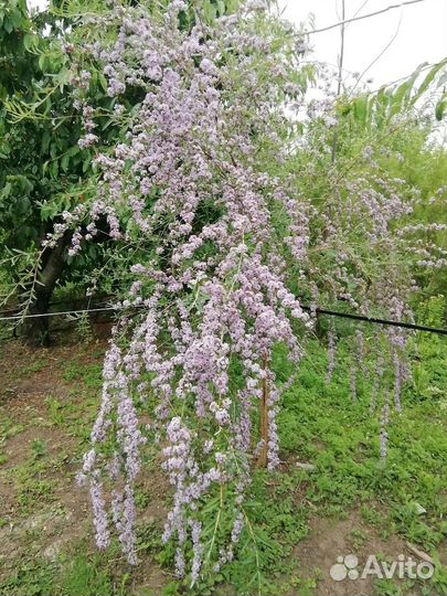 Декоративные кустарники для сада