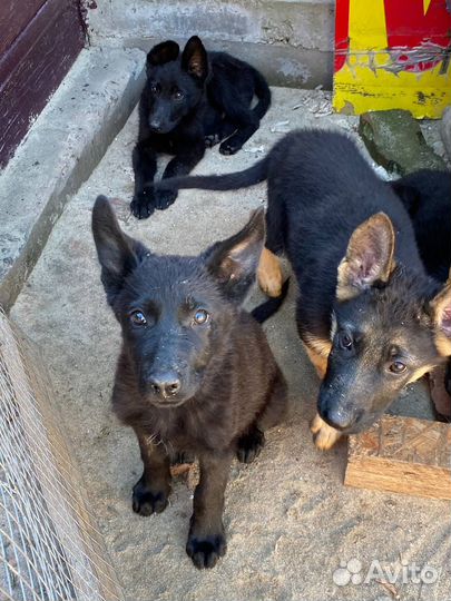 Щенки немецкой овчарки