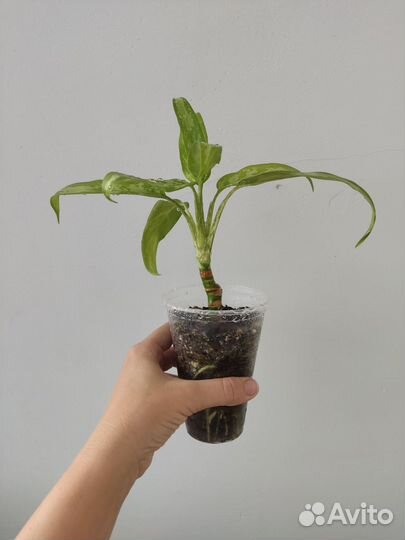 Аглаонема Трейба