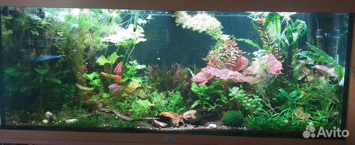 10 разных аквариумных растений за шоколадку