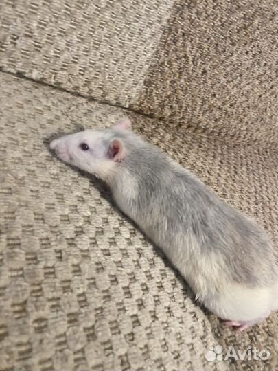 Крыски ручные